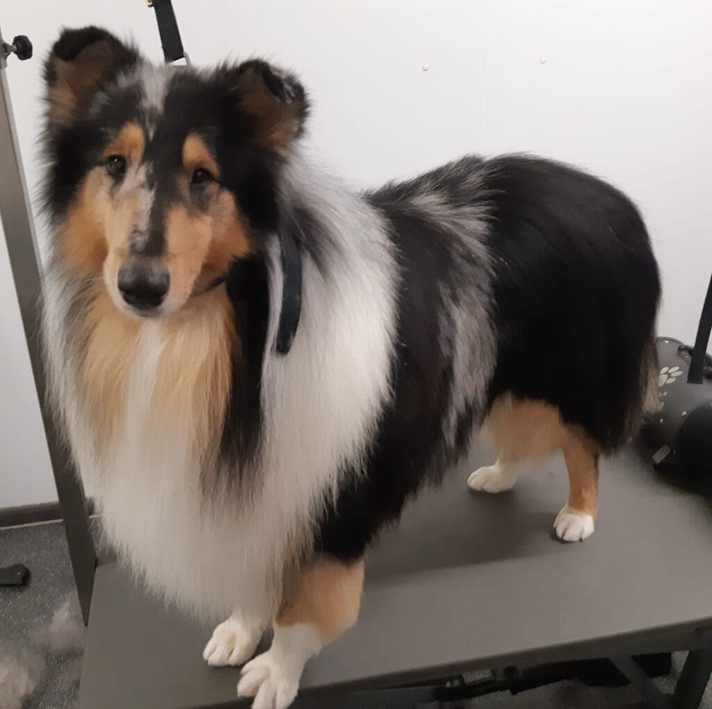 Hondentrimsalon Talitha