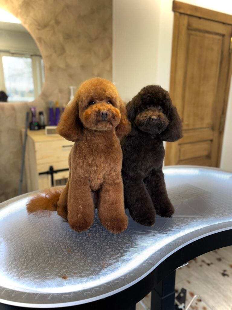 Charlotte’s hondenkapsalon