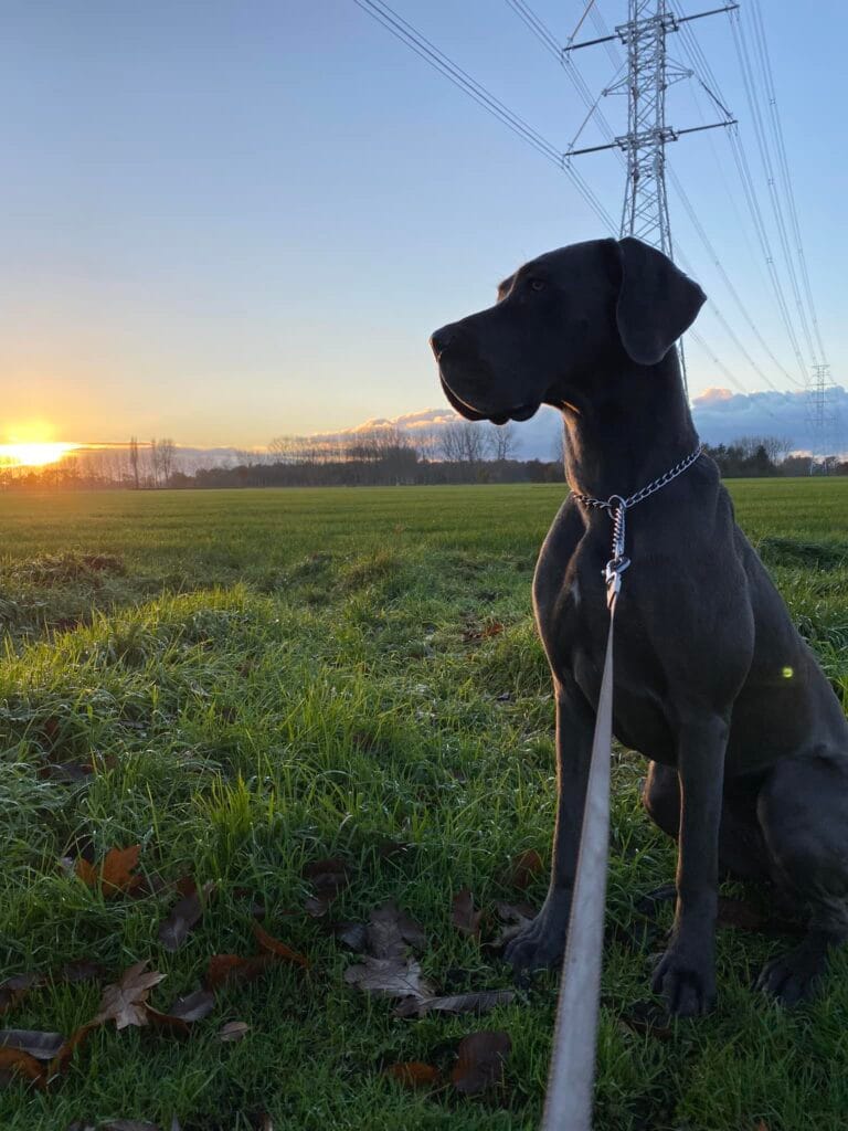 Royals Hondentrimsalon