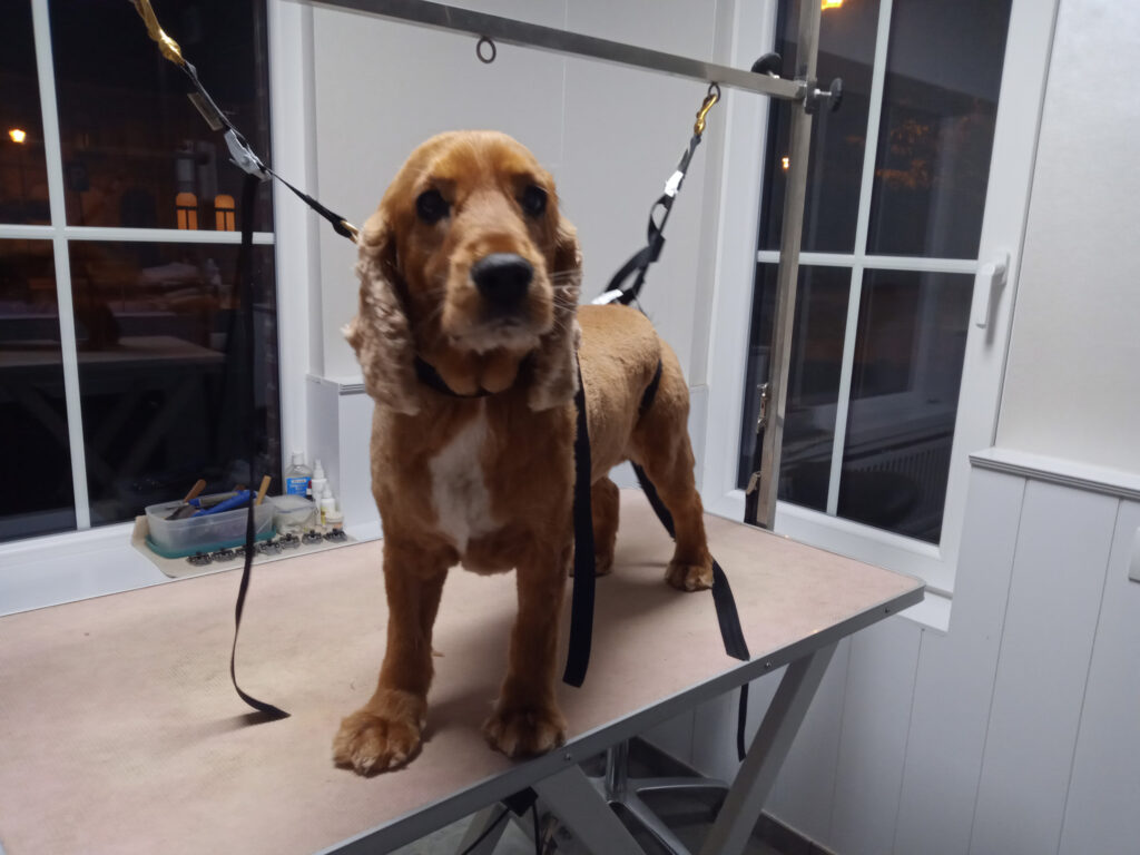 De Geknipte Viervoeter